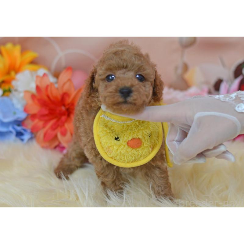 成約済の埼玉県のタイニープードル-418684の10枚目