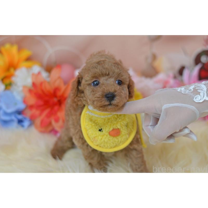 成約済の埼玉県のタイニープードル-418684の9枚目