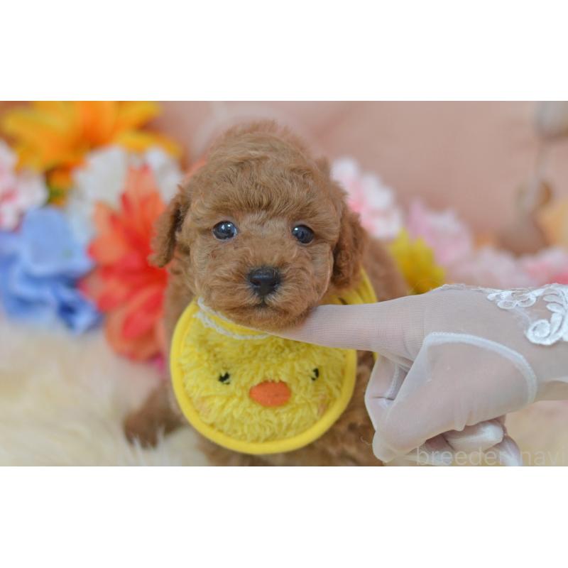 成約済の埼玉県のタイニープードル-418684の8枚目