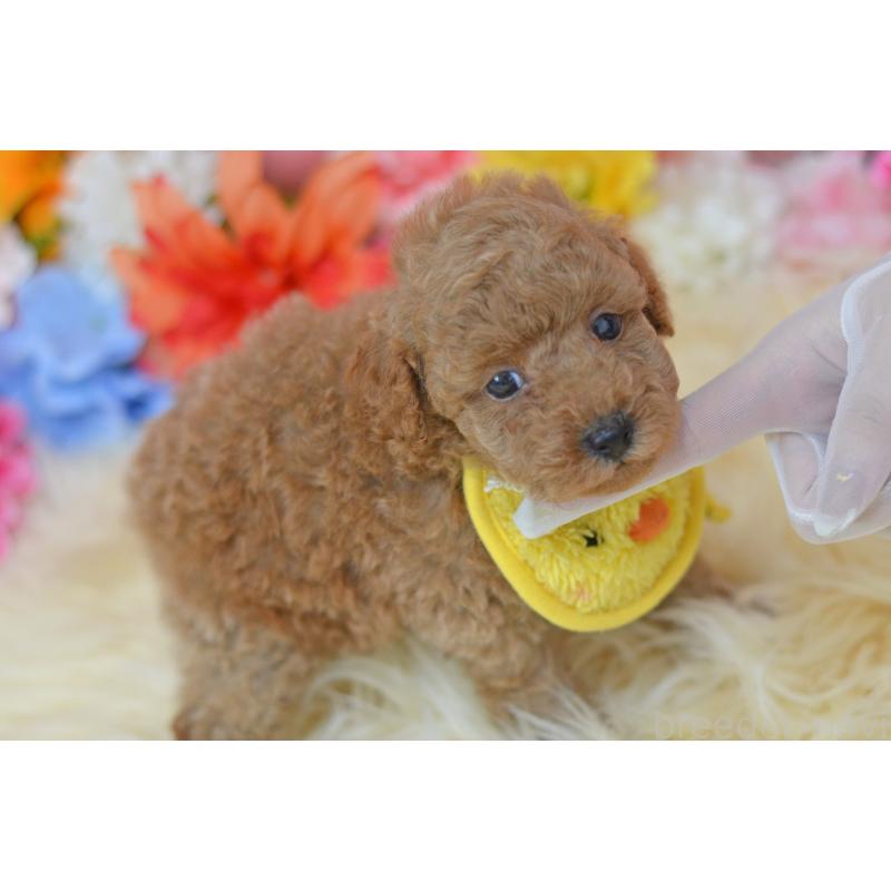 成約済の埼玉県のタイニープードル-418684の7枚目