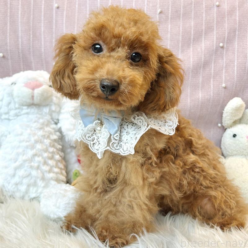 販売中の栃木県のトイプードル-415723の1枚目
