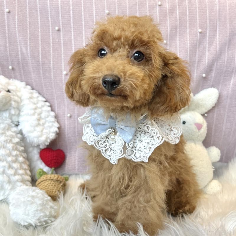 販売中の栃木県のトイプードル-415723の7枚目
