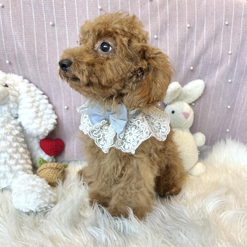 販売中の栃木県のトイプードル-415723の3枚目