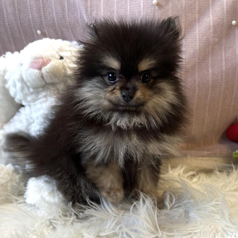 販売中の栃木県のポメラニアン-415750の6枚目