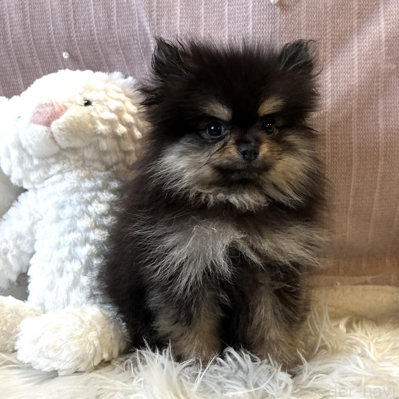 販売中の栃木県のポメラニアン-415750の5枚目