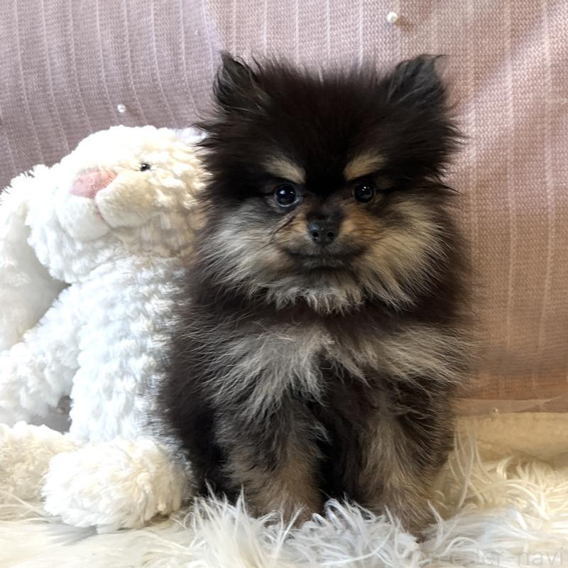 販売中の栃木県のポメラニアン-415750の4枚目