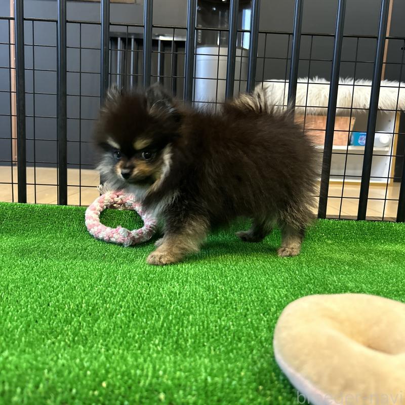 販売中の栃木県のポメラニアン-415750の2枚目