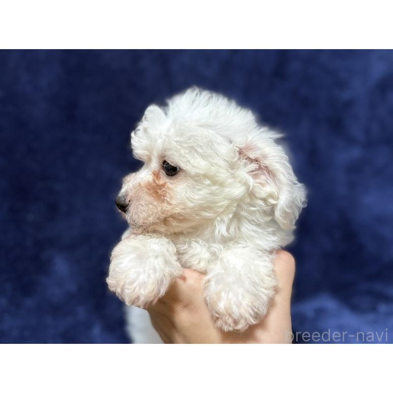 販売中の埼玉県のビションフリーゼ-406535の7枚目