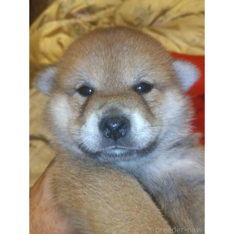 販売中の岐阜県の柴犬-419729の3枚目
