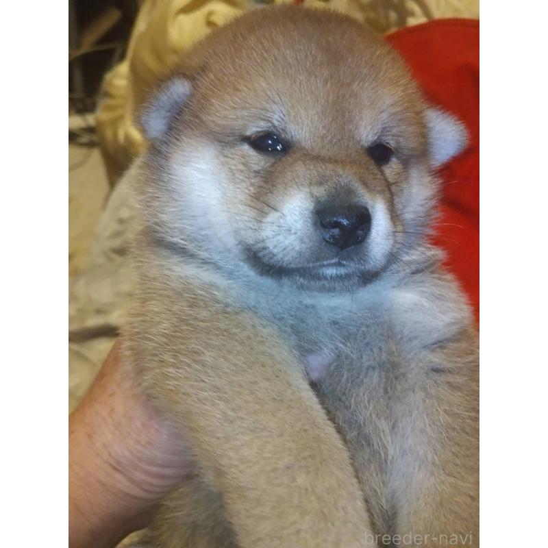 販売中の岐阜県の柴犬-419729の4枚目