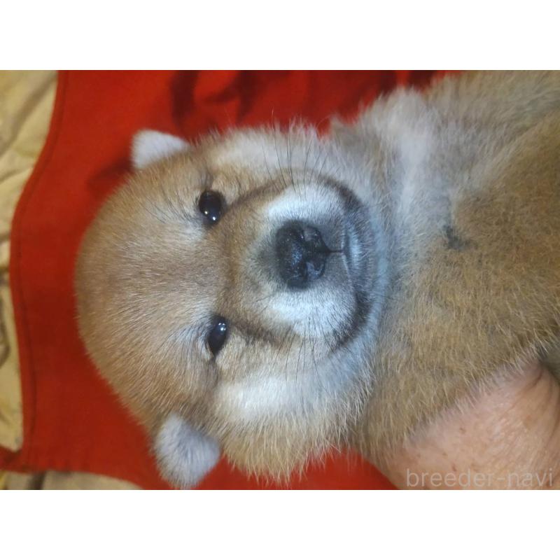 販売中の岐阜県の柴犬-419729の2枚目