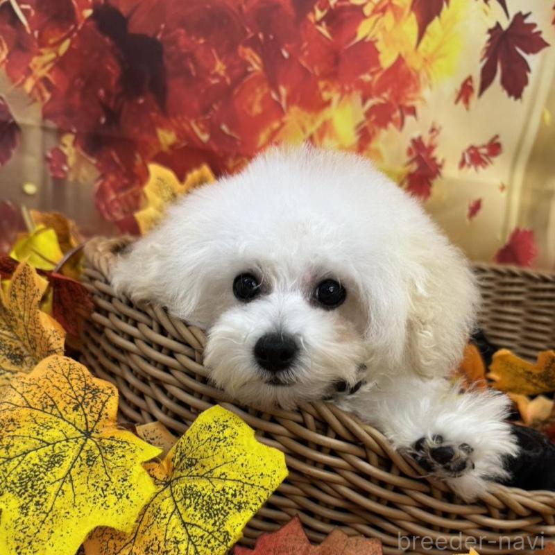 成約済の広島県のタイニープードル-398874の4枚目