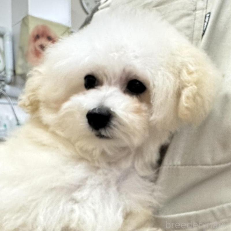 成約済の広島県のタイニープードル-398874の3枚目