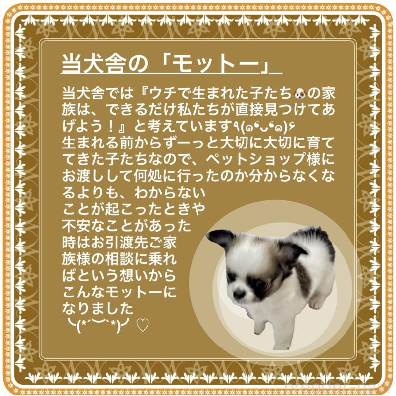 販売中の大阪府のチワワ(ロングコート)-419731の7枚目