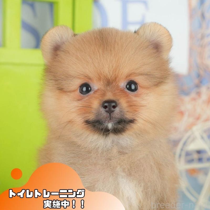 販売中の静岡県のポメラニアン-411121