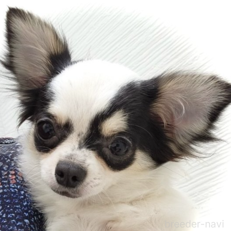 チリちゃん1枚目