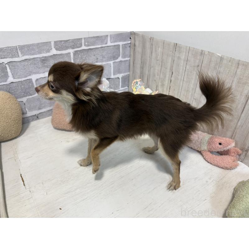 成約済の東京都のチワワ(ロングコート)-384216の2枚目