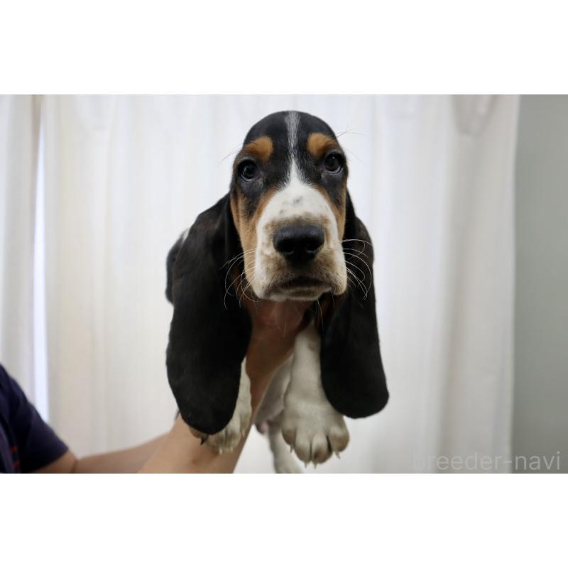 成約済の群馬県のバセットハウンド-416656の4枚目