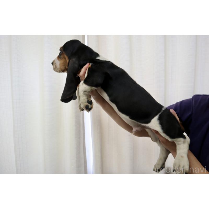 成約済の群馬県のバセットハウンド-416656の3枚目