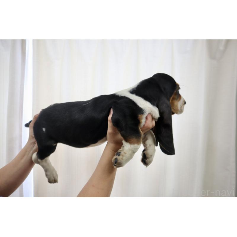 成約済の群馬県のバセットハウンド-416656の2枚目