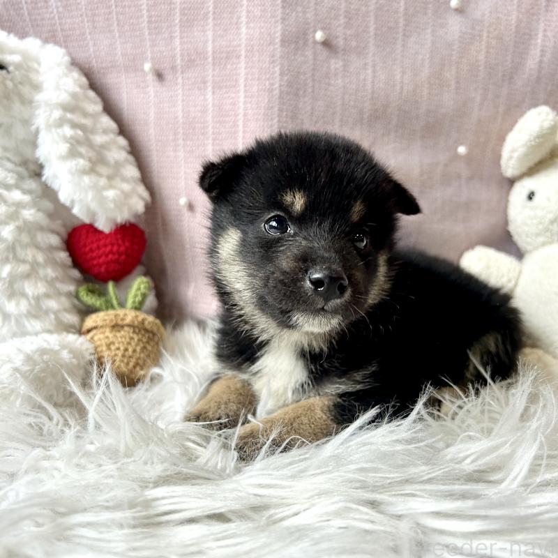販売中の栃木県の柴犬-419748の6枚目