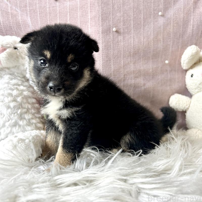 販売中の栃木県の柴犬-419748の4枚目
