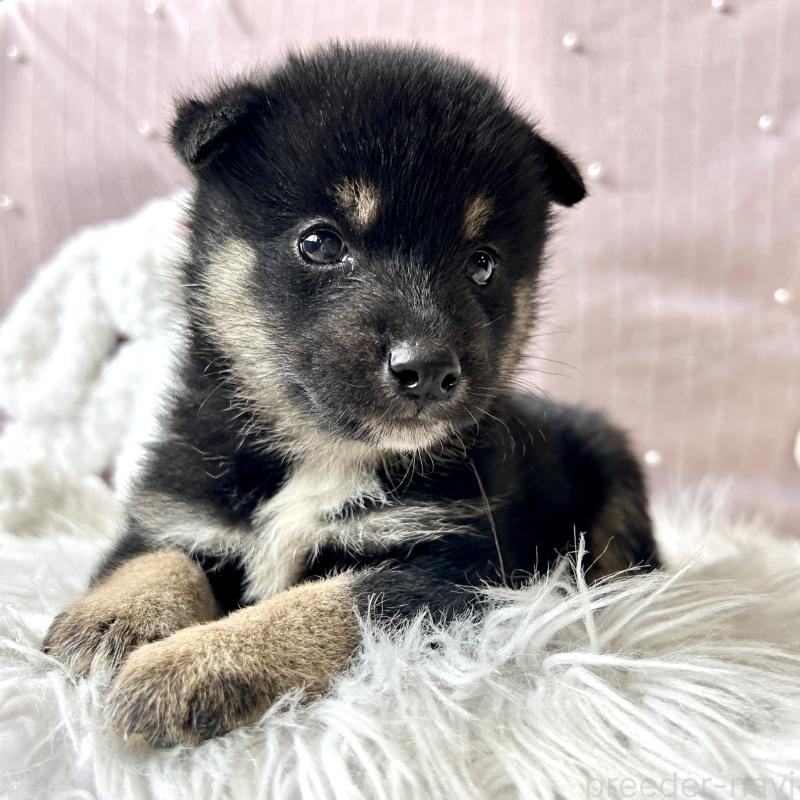 販売中の栃木県の柴犬-419748の3枚目