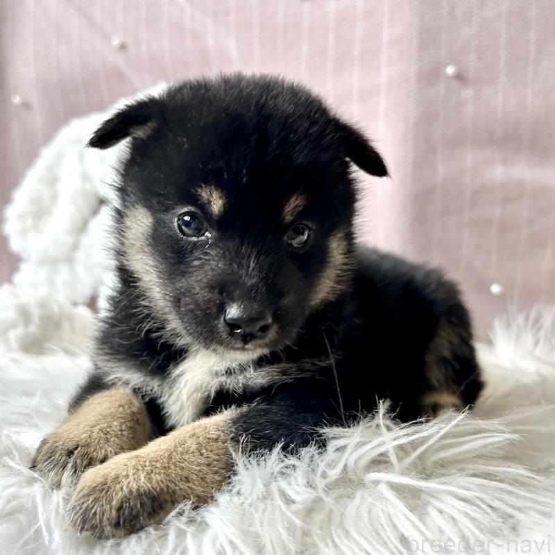 販売中の栃木県の柴犬-419748の2枚目