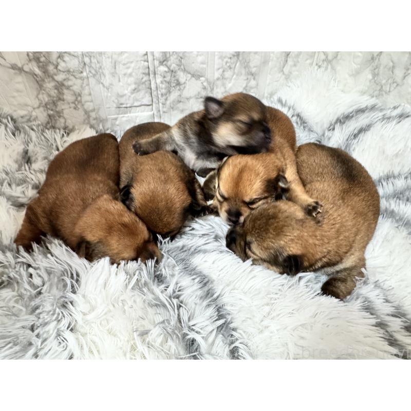 販売中の茨城県のミックス犬-419754の1枚目