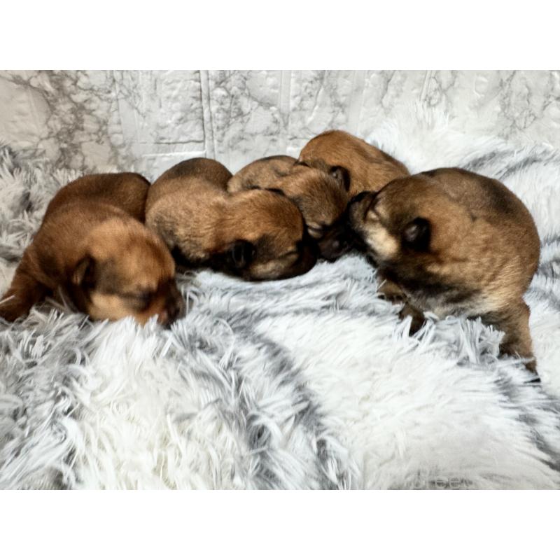 販売中の茨城県のミックス犬-419754の3枚目