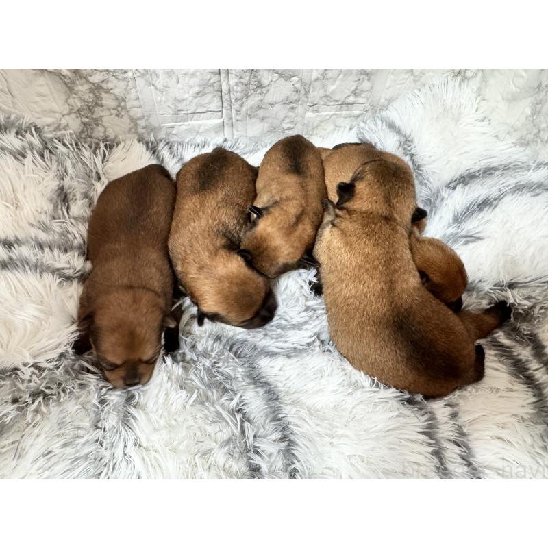 販売中の茨城県のミックス犬-419754の2枚目