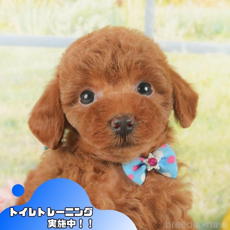 販売中の静岡県のトイプードル-418534