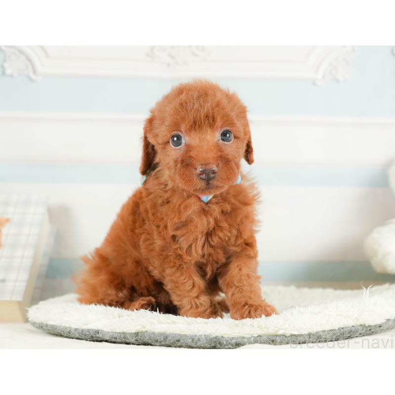 販売中の静岡県のトイプードル-415504の4枚目