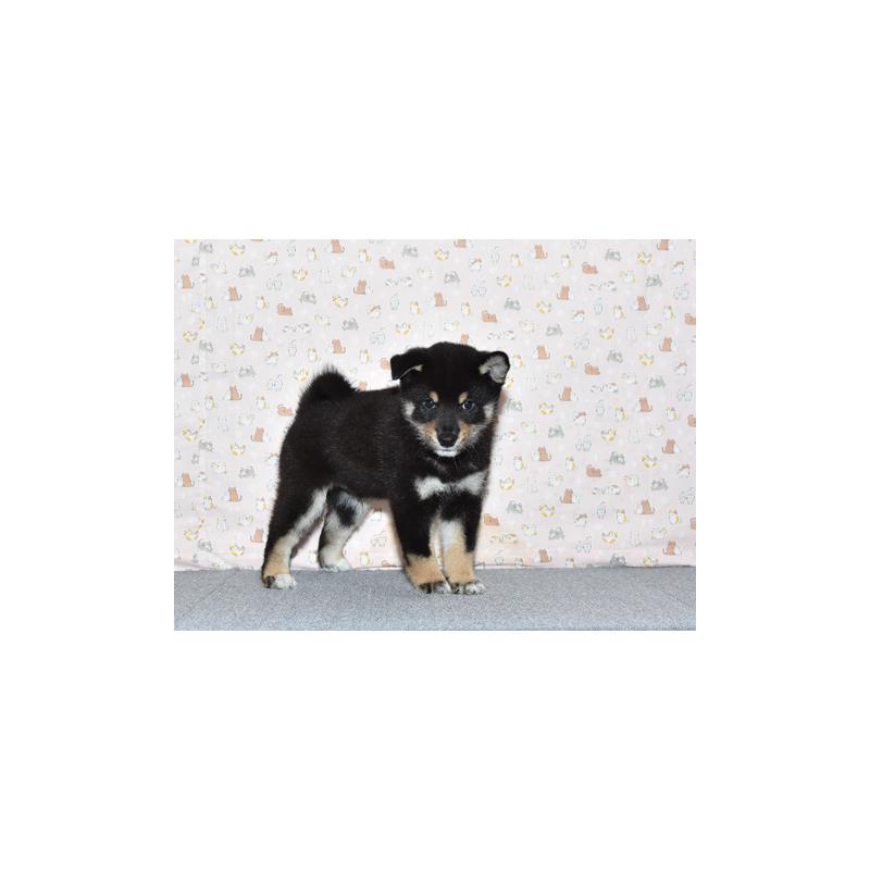 販売中の大阪府の柴犬-419765の4枚目