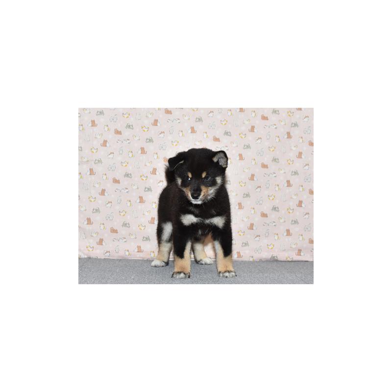 販売中の大阪府の柴犬-419765の2枚目