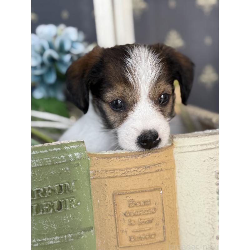 成約済の宮崎県のジャックラッセルテリア-419133の6枚目