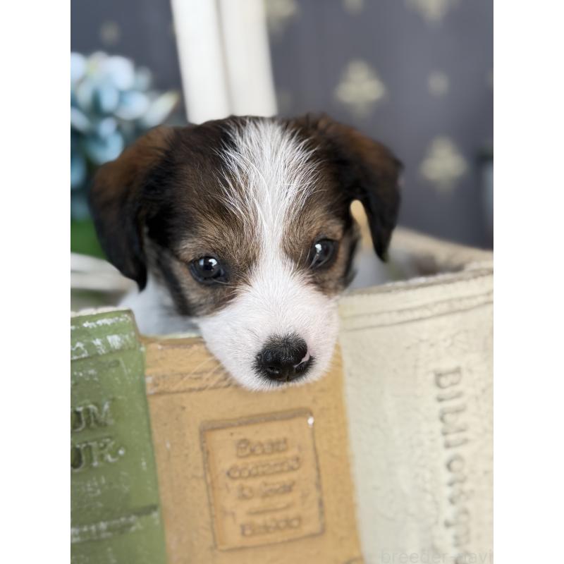 成約済の宮崎県のジャックラッセルテリア-419133の5枚目