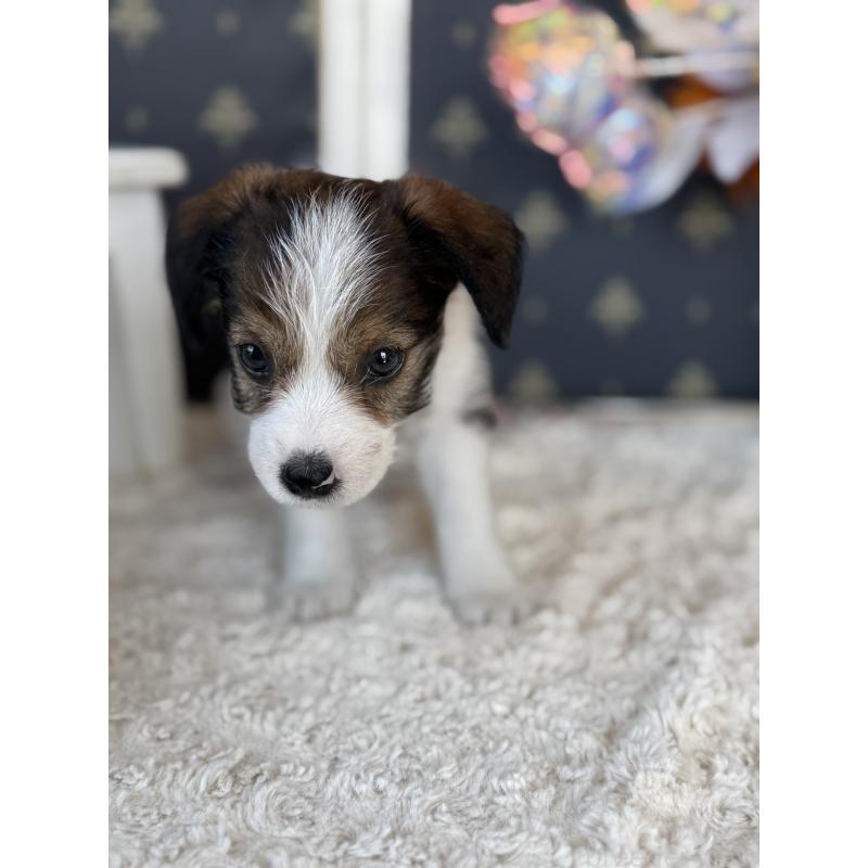 成約済の宮崎県のジャックラッセルテリア-419133の4枚目