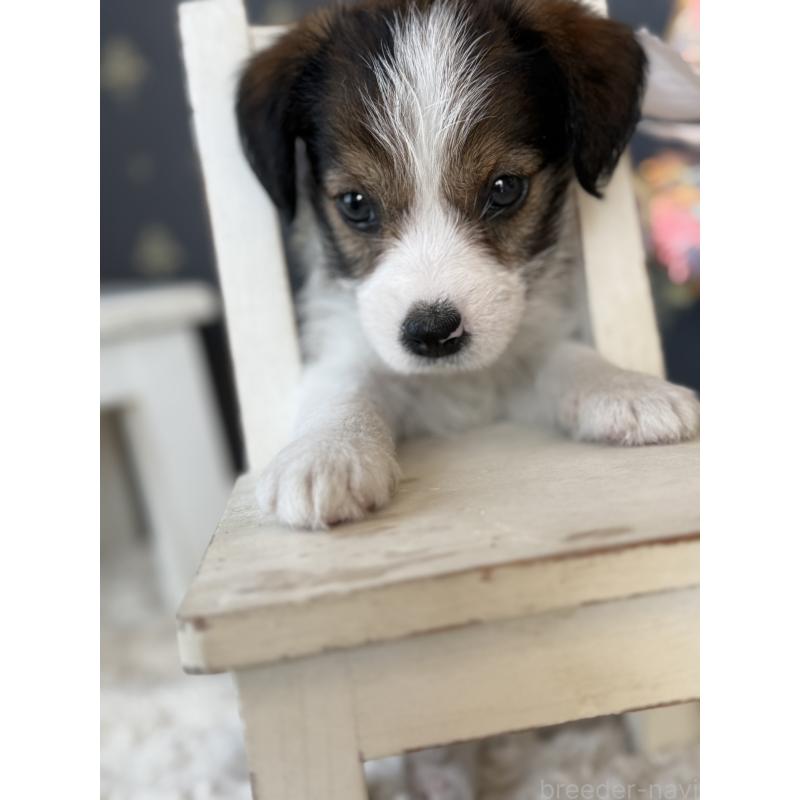 成約済の宮崎県のジャックラッセルテリア-419133の3枚目