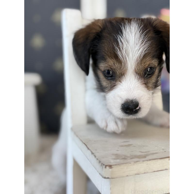 成約済の宮崎県のジャックラッセルテリア-419133の2枚目