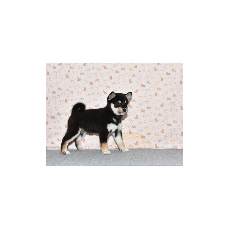 販売中の大阪府の柴犬-419755の4枚目