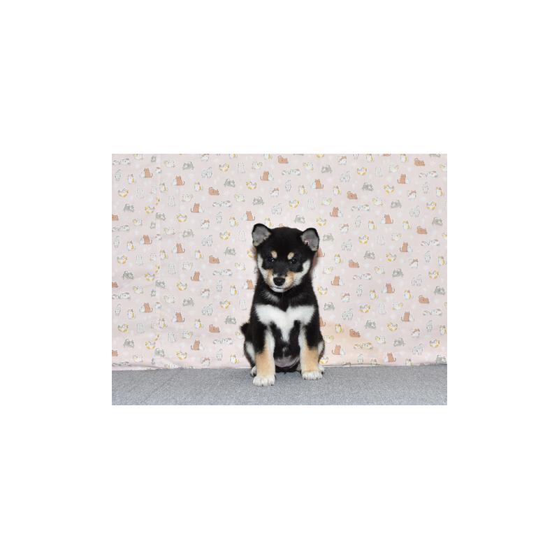 販売中の大阪府の柴犬-419755の3枚目