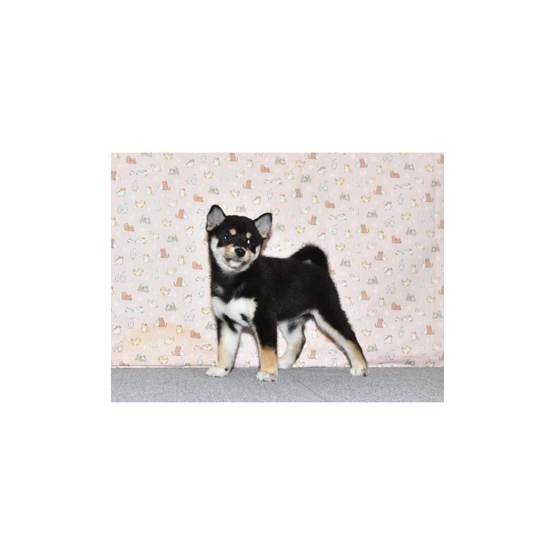 販売中の大阪府の柴犬-419755の2枚目