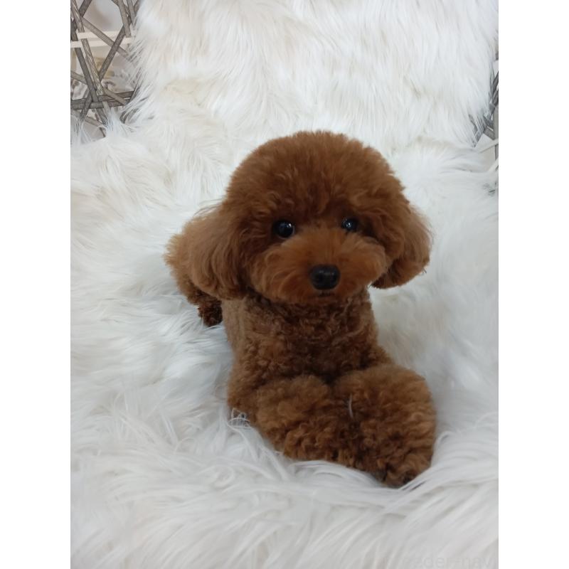 ぽにょちゃん1枚目