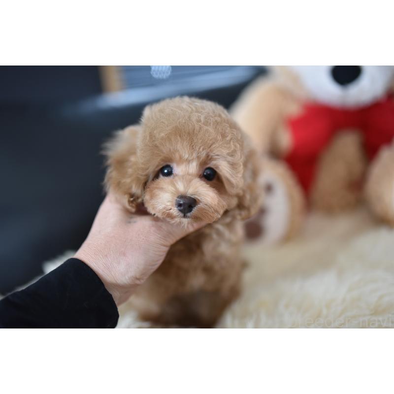 成約済の茨城県のタイニープードル-416257の5枚目