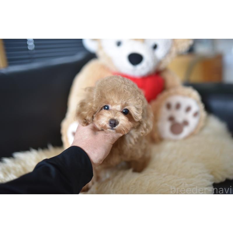 成約済の茨城県のタイニープードル-416257の4枚目