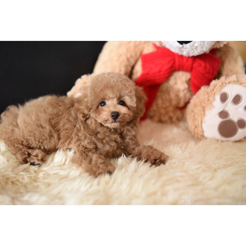 成約済の茨城県のタイニープードル-416257の3枚目