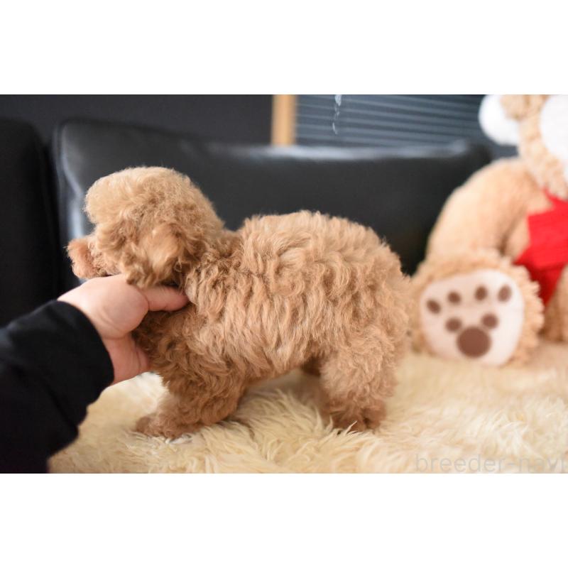 成約済の茨城県のタイニープードル-416257の2枚目