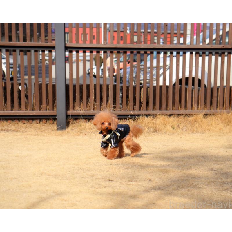 ルディー（うずら豆くん）くん1枚目