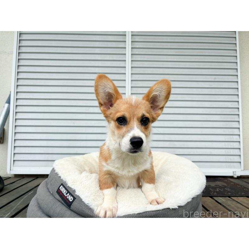 販売中の茨城県のウェルシュコーギーペンブローク-401026の2枚目